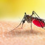 Researchers say Malaria can abort pregnancies and cause infant deaths.