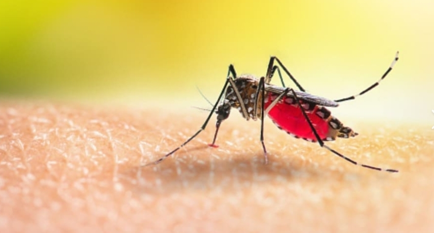 Researchers say Malaria can abort pregnancies and cause infant deaths.