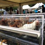  The Government has started the process of procuring birds and battery cages for farmers and households to commence the poultry production initiative, otherwise known as the ‘Nkoko Nkitinkiti’ project, Mr Eric Opoku, the Minister of Food and Agriculture, said on Saturday. 