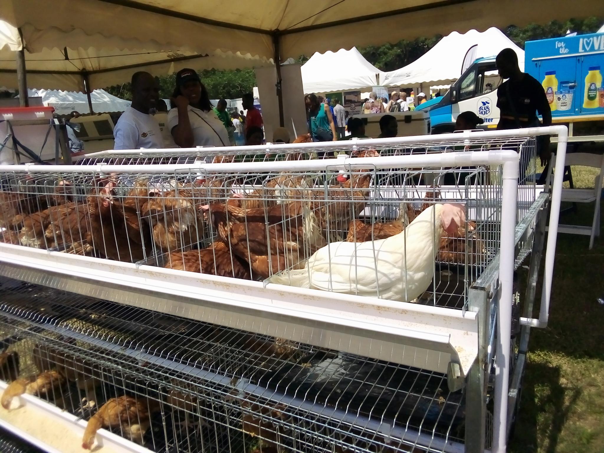  The Government has started the process of procuring birds and battery cages for farmers and households to commence the poultry production initiative, otherwise known as the ‘Nkoko Nkitinkiti’ project, Mr Eric Opoku, the Minister of Food and Agriculture, said on Saturday. 