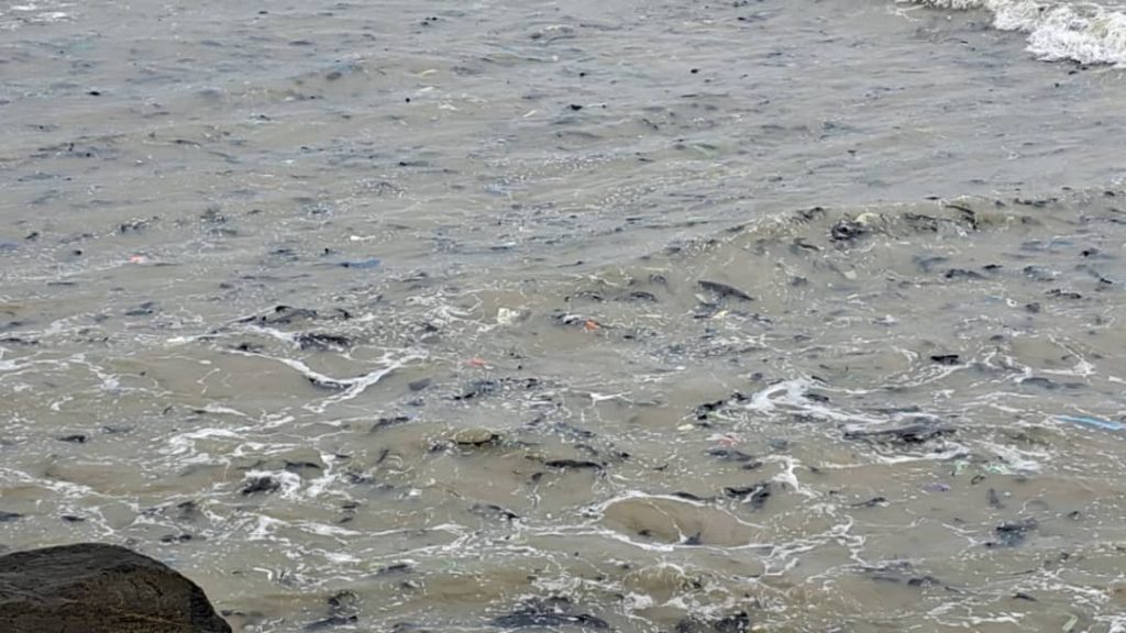 As the world marks World Environment Day 2025 with the theme “Beat Plastic Pollution,” Ghana, like many coastal countries, is facing a silent emergency that threatens not just its marine ecosystems but the very survival of communities and the planet.