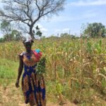 European Union Food Security Response in Northern Ghana Project