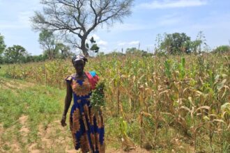 European Union Food Security Response in Northern Ghana Project
