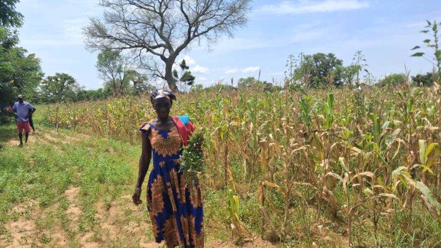 European Union Food Security Response in Northern Ghana Project
