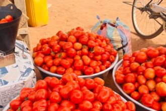 Tomatoes in Navrongo market