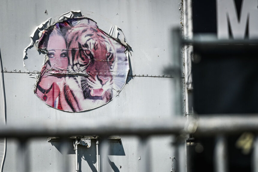 Saxony, Schkeuditz: An old sticker showing a tiger with its trainer is seen on a truck in an industrial park in Schkeuditz. German police have shot dead a tiger that escaped from a private facility near the eastern city of Leipzig on Sunday. Photo: Heiko Rebsch/dpa