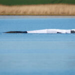Helpers are at the stranded humpback whale off the island of Poel. The humpback whale that stranded near Wismar over three weeks ago is still stuck in shallow water. A private initiative has been trying to rescue the whale for days. Photo: Jens Büttner/dpa