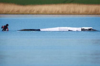 Helpers are at the stranded humpback whale off the island of Poel. The humpback whale that stranded near Wismar over three weeks ago is still stuck in shallow water. A private initiative has been trying to rescue the whale for days. Photo: Jens Büttner/dpa