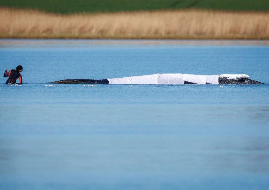 Helpers are at the stranded humpback whale off the island of Poel. The humpback whale that stranded near Wismar over three weeks ago is still stuck in shallow water. A private initiative has been trying to rescue the whale for days. Photo: Jens Büttner/dpa