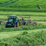 A tractor with a hay tedder is turning cut grass in a field near Jahnsdorf, while a bird of prey is flying over the grassland. Photo: Hendrik Schmidt/dpa