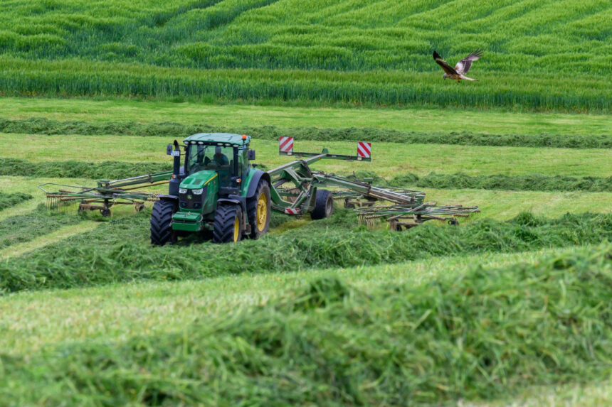 A tractor with a hay tedder is turning cut grass in a field near Jahnsdorf, while a bird of prey is flying over the grassland. Photo: Hendrik Schmidt/dpa